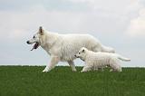 BERGER BLANC SUISSE - ADULTS ET PUPPIES 032